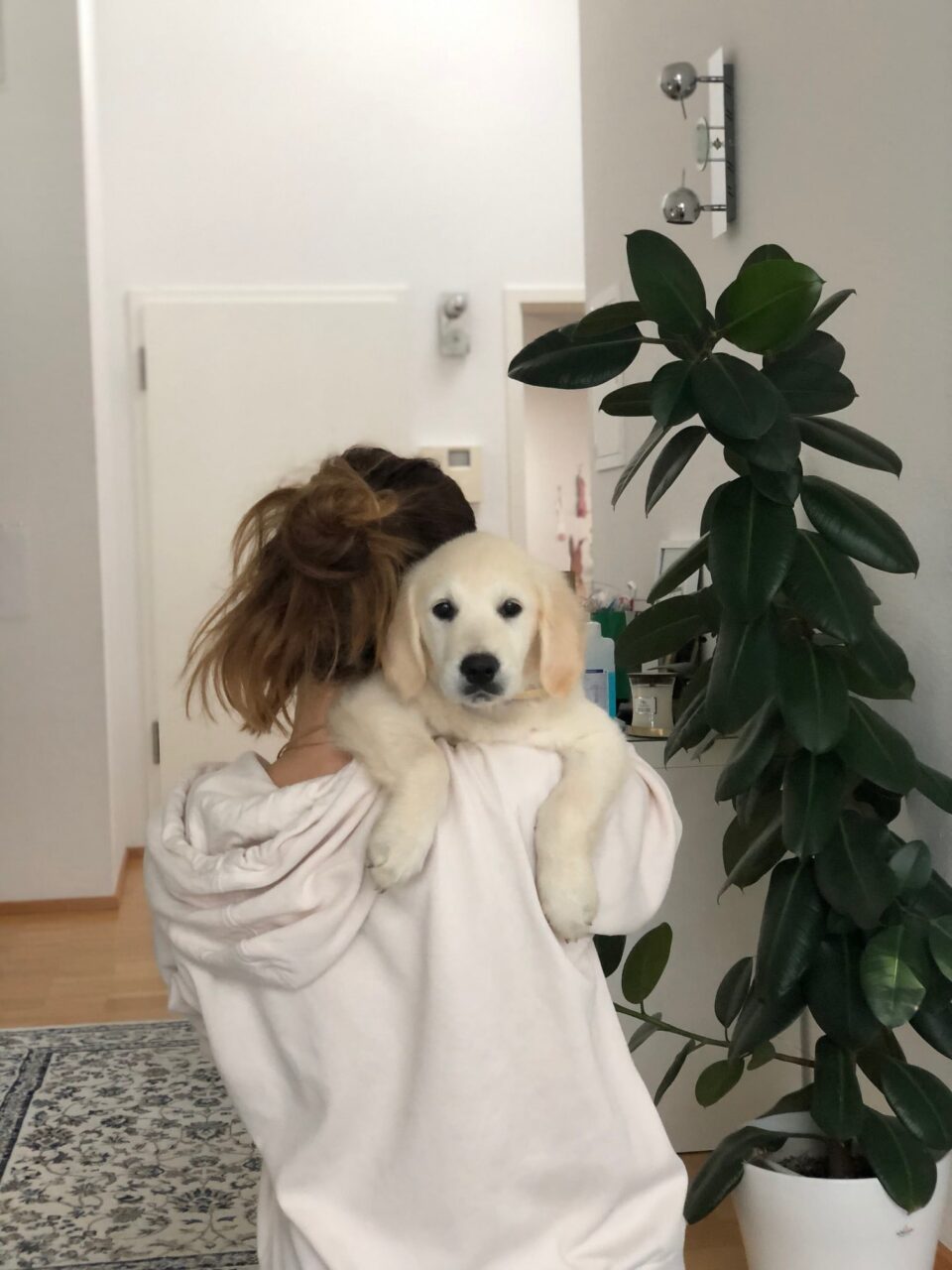 Como recibir un cachorro en casa